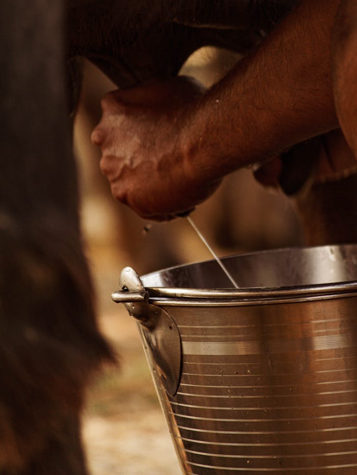 Detailed close-up of hands milking a cow into a stainless steel bucket, capturing the essence of traditional dairy farming.